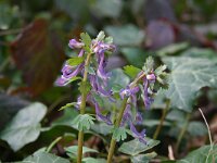 Corydalis solida 22, Vingerhelmbloem, Saxifraga-Jeroen Willemsen