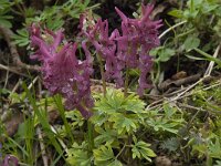 Corydalis solida 25, Vingerhelmbloem, Saxifraga-Willem van Kruijsbergen