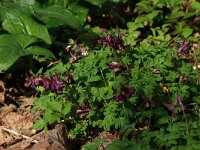 Corydalis solida 39, Vingerhelmbloem, Saxifraga-Hans Boll