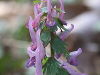 Corydalis solida 4, Vingerhelmbloem, Saxifraga-Rutger Barendse