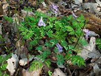 Corydalis solida 43, Vingerhelmbloem, Saxifraga-Ed Stikvoort