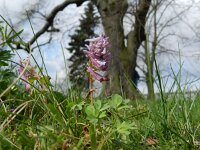Corydalis solida 57, Vingerhelmbloem, Saxifraga-Rutger Barendse