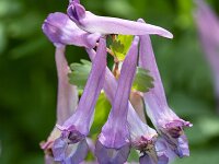 Fumewort flowers (Corydalis solida)  Fumewort flowers (Corydalis solida) : close-up, closeup, coridalis, Corydalis solida, flora, floral, flower, fumewort, growth, macro, natural, natural beauty, nature, pistil, spring, springtime, stamen, beauty in nature, no people, nobody, outdoors, outside