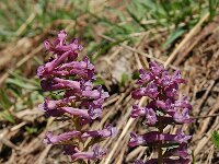 Corydalis solida 69, Vingerhelmbloem, Saxifraga-Harry Jans