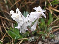 Corydalis solida 70, Vingerhelmbloem, Saxifraga-Harry Jans