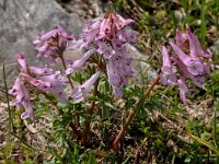 Corydalis solida 72, Vingerhelmbloem, Saxifraga-Harry Jans