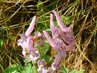 Corydalis solida 79, Vingerhelmbloem, Saxifraga-Hans Grotenhuis
