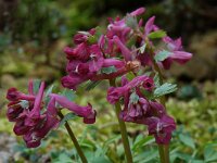Corydalis solida 8, Vingerhelmbloem, Saxifraga-Willem van Kruijsbergen