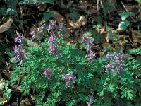 Corydalis solida 80, Vingerhelmbloem, Saxifraga-Jan van der Straaten