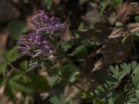 Corydalis solida 81, Vingerhelmbloem, Saxifraga-Jan van der Straaten