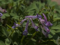 Corydalis solida 82, Vingerhelmbloem, Saxifraga-Jan van der Straaten