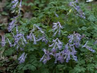 Corydalis solida 83, Vingerhelmbloem, Saxifraga-Jan van der Straaten