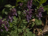 Corydalis solida 84, Vingerhelmbloem, Saxifraga-Jan van der Straaten