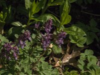 Corydalis solida 85, Vingerhelmbloem, Saxifraga-Jan van der Straaten