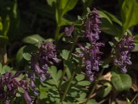 Corydalis solida 86, Vingerhelmbloem, Saxifraga-Jan van der Straaten