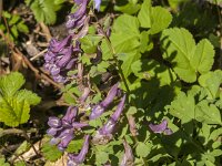 Corydalis solida 87, Vingerhelmbloem, Saxifraga-Jan van der Straaten