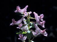 Corydalis solida 88, Vingerhelmbloem, Saxifraga-Jan van der Straaten