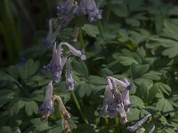 Corydalis solida 89, Vingerhelmbloem, Saxifraga-Jan van der Straaten