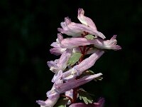 Corydalis solida 9, Vingerhelmbloem, Saxifraga-Jan van der Straaten