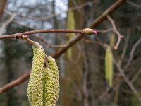 Corylus avellana 71, Hazelaar, Saxifraga-Ed Stikvoort