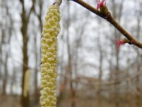 Corylus avellana 72, Hazelaar, Saxifraga-Ed Stikvoort : geplooid sneeuwklokje Zaltbommel