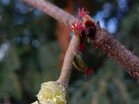 Corylus avellana 73, Hazelaar, Saxifraga-Ed Stikvoort
