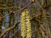 Corylus avellana 74, Hazelaar, Saxifraga-Ed Stikvoort