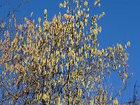 Corylus avellana 75, Hazelaar, Saxifraga-Ed Stikvoort