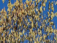 Corylus avellana 76, Hazelaar, Saxifraga-Ed Stikvoort