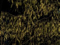 Corylus avellana 77, Hazelaar, Saxifraga-Jan van der Straaten