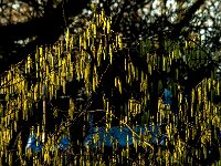 Corylus avellana 78, Hazelaar, Saxifraga-Jan van der Straaten