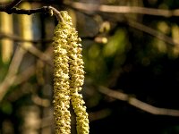 Corylus avellana 79, Hazelaar, Saxifraga-Jan van der Straaten