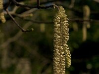 Corylus avellana 80, Hazelaar, Saxifraga-Jan van der Straaten