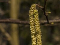 Corylus avellana 81, Hazelaar, Saxifraga-Jan van der Straaten