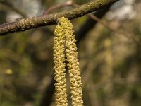 Corylus avellana 82, Hazelaar, Saxifraga-Jan van der Straaten