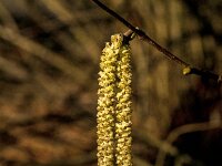 Corylus avellana 83, Hazelaar, Saxifraga-Jan van der Straaten