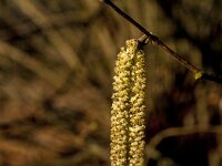Corylus avellana 84, Hazelaar, Saxifraga-Jan van der Straaten