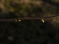 Corylus avellana 85, Hazelaar, Saxifraga-Jan van der Straaten