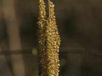 Corylus avellana 86, Hazelaar, Saxifraga-Jan van der Straaten