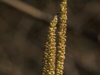 Corylus avellana 87, Hazelaar, Saxifraga-Jan van der Straaten
