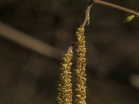 Corylus avellana 88, Hazelaar, Saxifraga-Jan van der Straaten