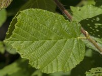 Corylus avellana 89, Hazelaar, Saxifraga-Jan van der Straaten