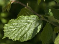 Corylus avellana 90, Hazelaar, Saxifraga-Jan van der Straaten