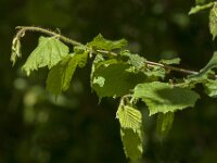 Corylus avellana 91, Hazelaar, Saxifraga-Jan van der Straaten