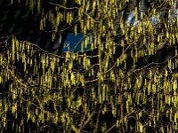 Corylus avellana 94, Hazelaar, Saxifraga-Jan van der Straaten