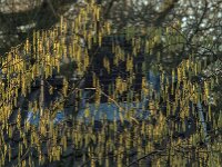 Corylus avellana 95, Hazelaar, Saxifraga-Jan van der Straaten