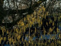Corylus avellana 96, Hazelaar, Saxifraga-Jan van der Straaten