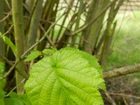 Corylus colurna