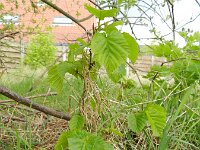 Corylus colurna 2, Turkse hazelaar, Saxifraga-Rutger Barendse