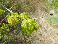 Corylus colurna 3, Turkse hazelaar, Saxifraga-Rutger Barendse